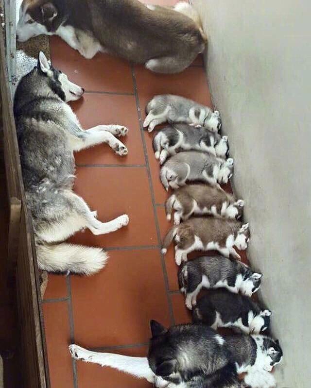 一家子二哈，妈妈又生着生着没墨了。