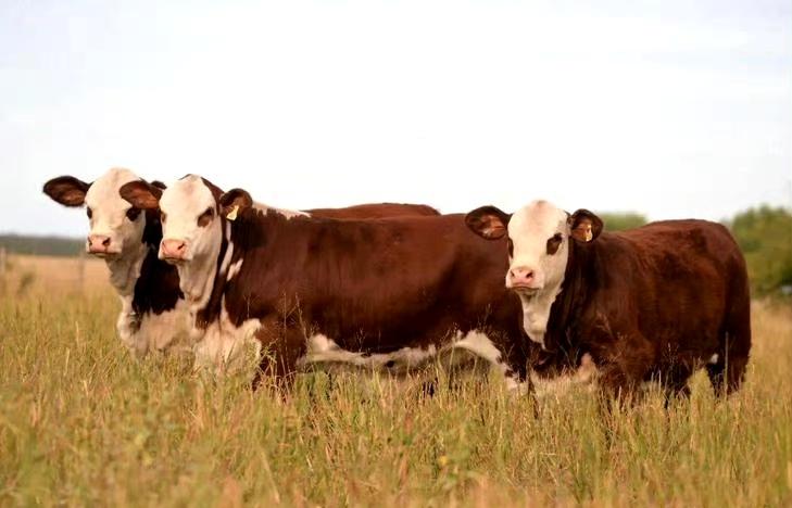 米莱说，阿根廷与美国、以色列是政治盟友，中国则是阿根廷的重要贸易伙伴，中阿经贸关