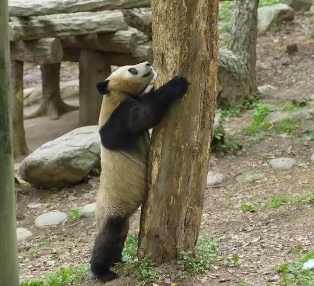 这只熊猫怕不是把爬树技能忘在娘胎里了吧！
它抱着树干，一会儿抬头看看树顶，一会儿