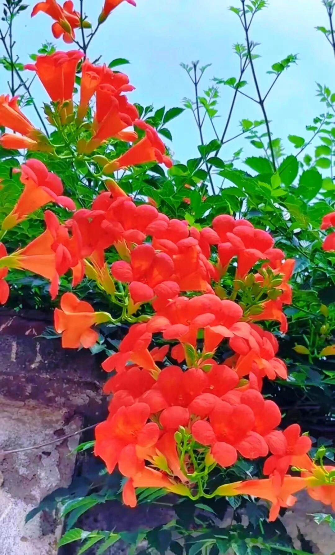 更漏子 · 长夏

燕成双，莺作对。垅麦波摇新穗。泉声妙，涧花柔，奔腾一水流。