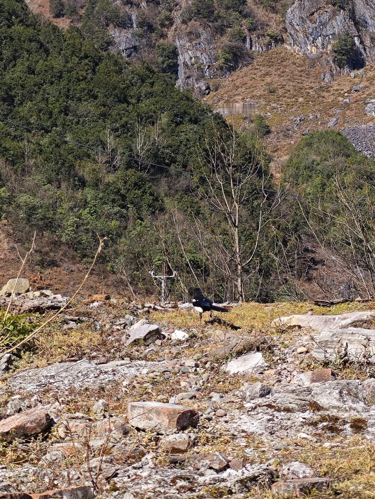 登螺髻山，恰逢阳光满盈。玉盘悬于蓝色天幕，清辉漫过山巅冷杉，洒在黑龙潭的水面，揉