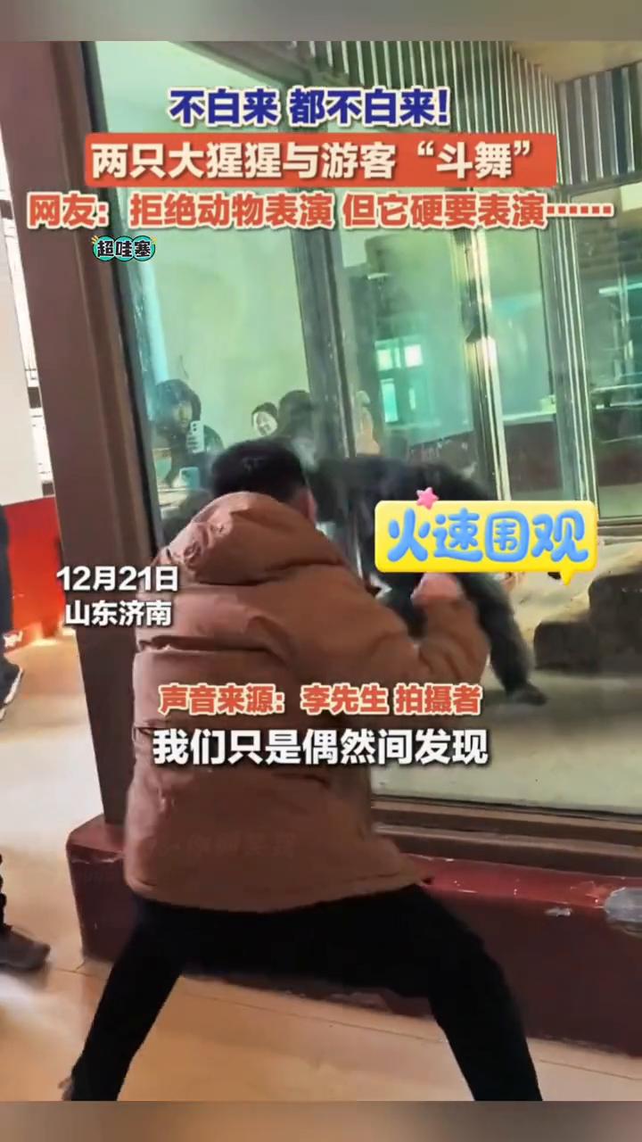 不白来都不白来！两只大猩猩与游客"斗舞"。
网友：拒绝动物表演但它硬要表演。
1