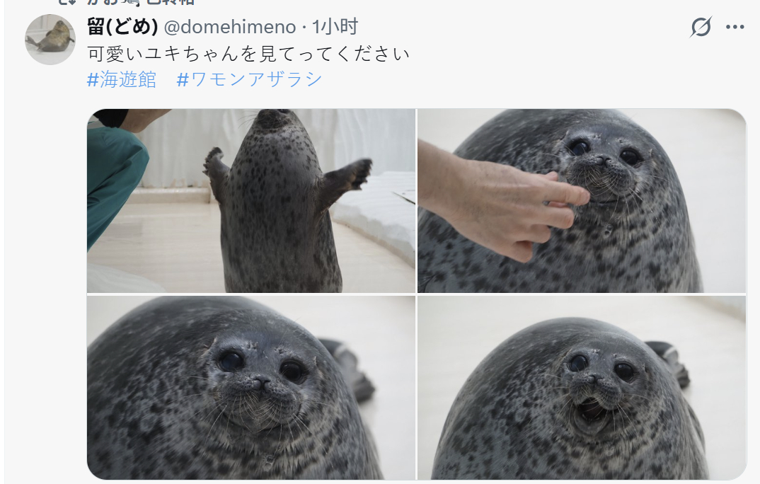 海豹 宝宝，你这个体积......人家是气球🎈你是热气球【推：domehime