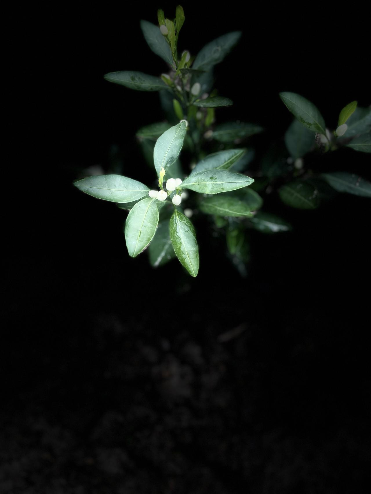 家乡的美食和花