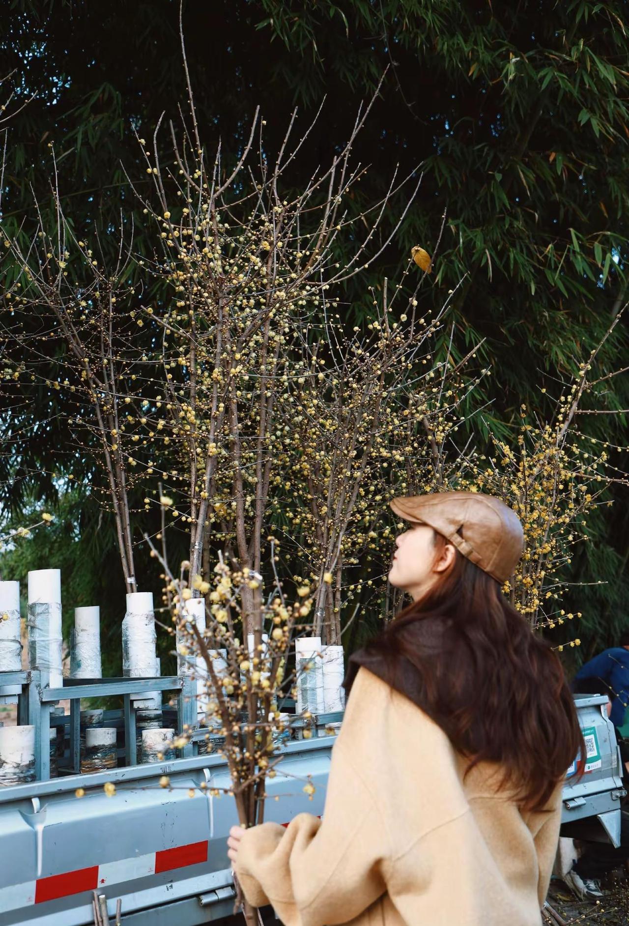 成都周边小徒步｜400亩腊梅花开沁心脾。南门斑竹村超大片的腊梅开花啦！满山头都是