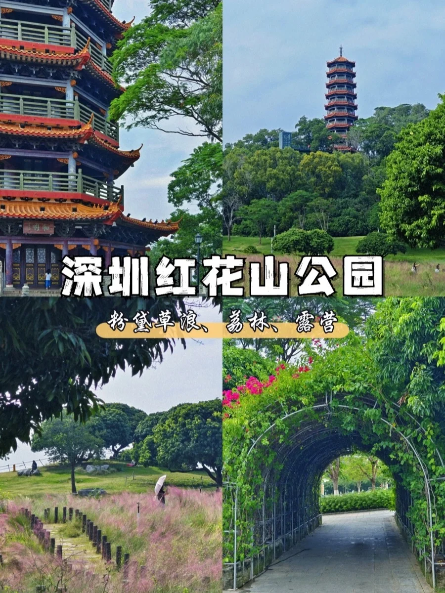 深圳红花山公园|秋日的粉黛草海美到失语~