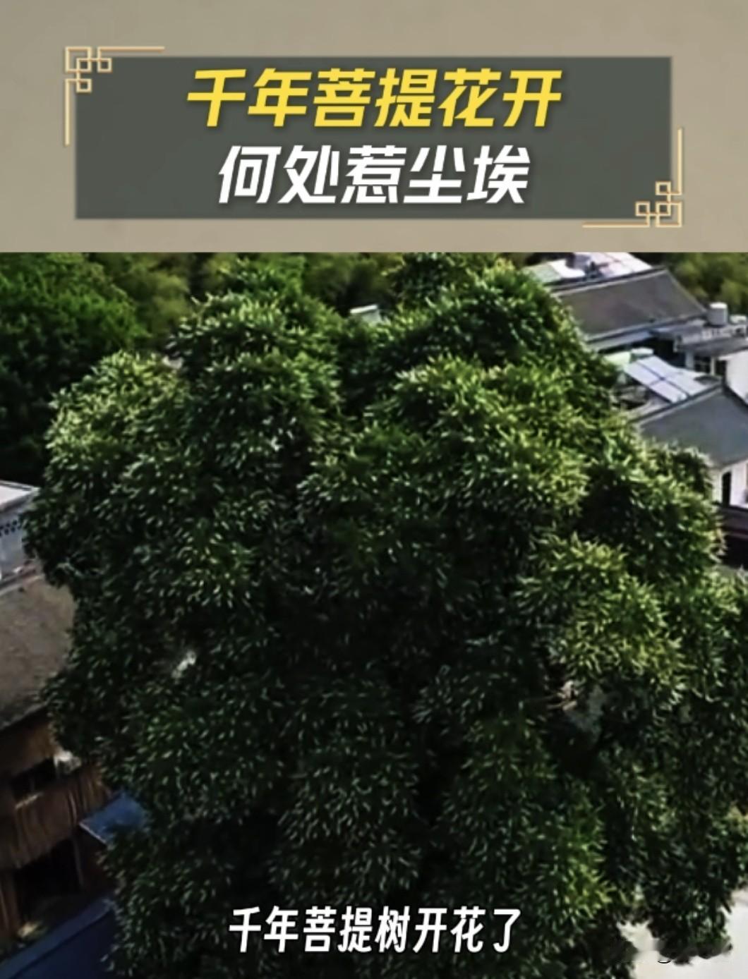千年菩提花开，一树禅意，何处惹尘埃
      河南重渡沟千年菩提迎来花期，繁花
