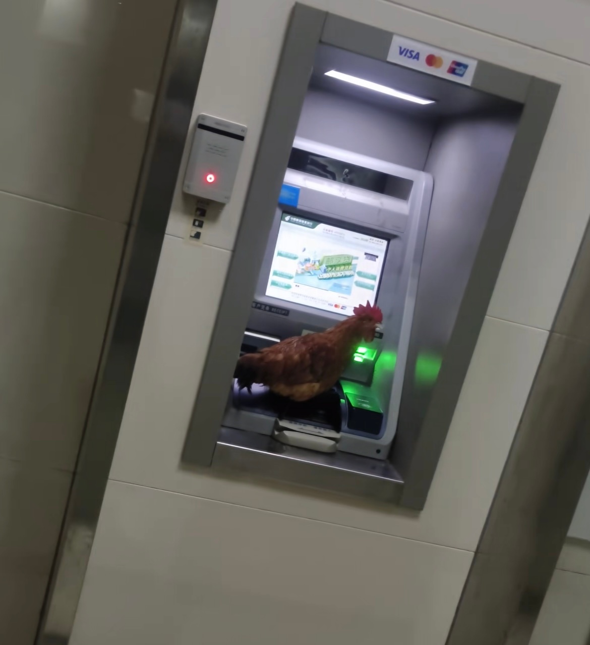 🐔：不道啊，它们说这里有很多米我就过来了🤣👌 ​​​