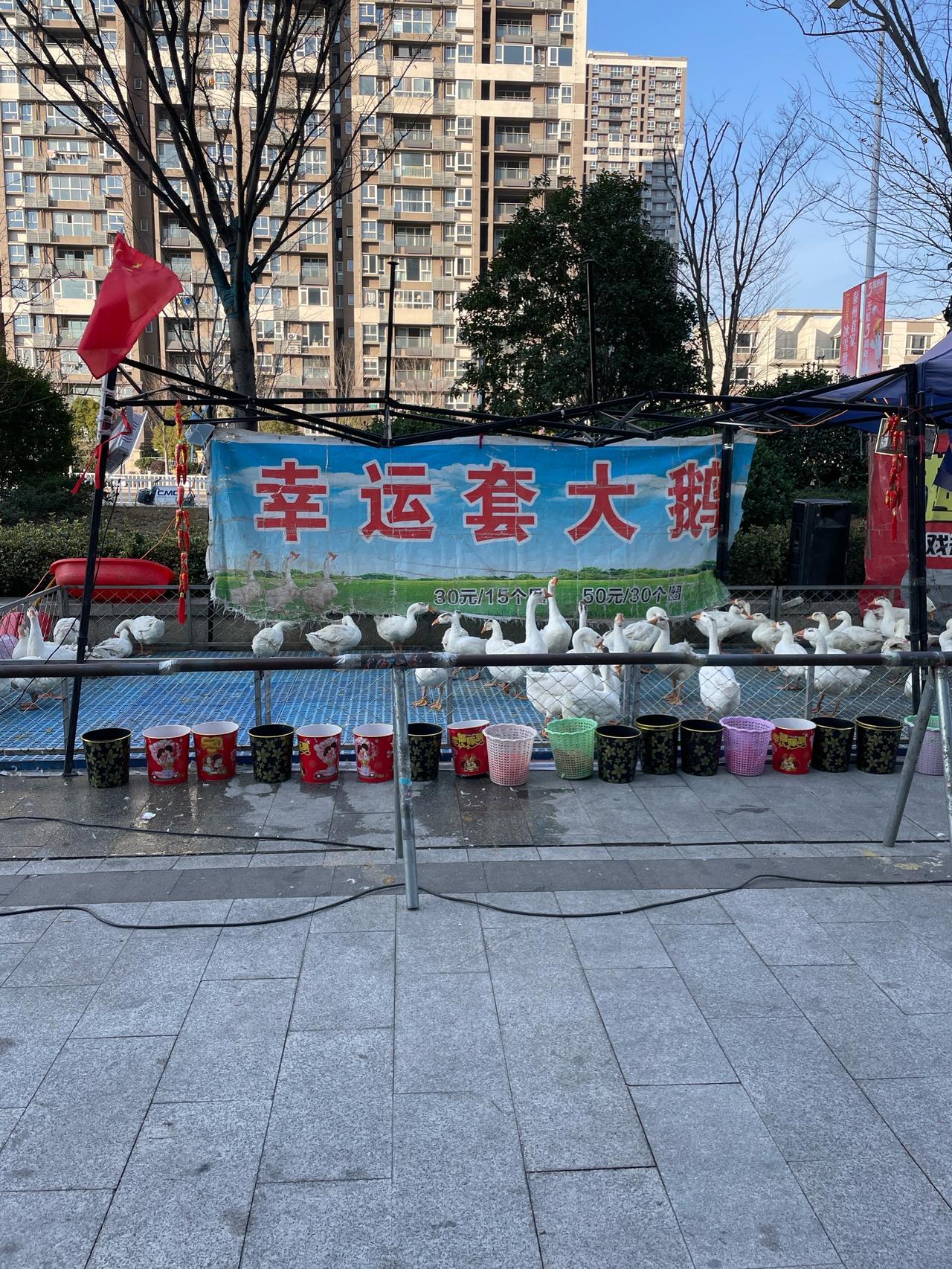 石家庄北国奥特莱斯最近搞事了！1月31日弄了个“套大鹅”促销，花888元给五个圈