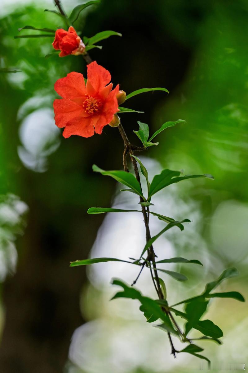 满枝榴红，赴一场盛夏之约～寻美河南