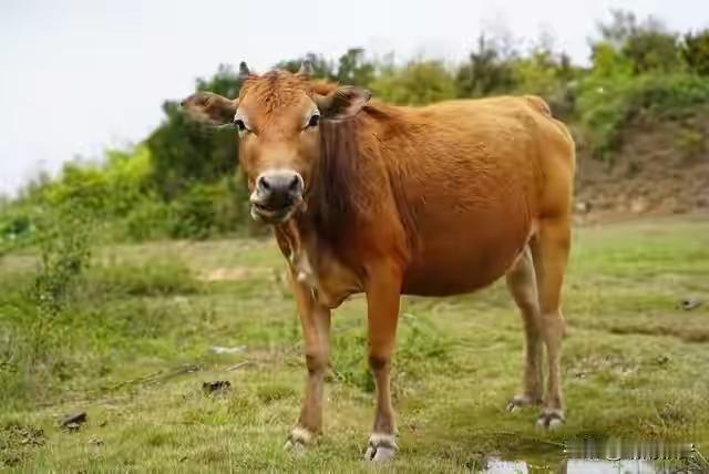 属牛人炸了！2026五十年一遇双喜临门，3招稳抓机遇！
 
属牛2026运势 民