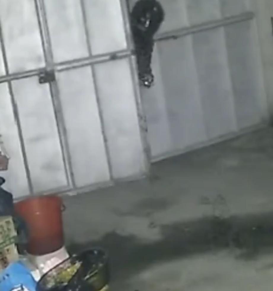 近日，浙江温州发生一起蒙面男子凌晨潜入村民家中投毒偷狗的事件。当事人赵先生察觉异