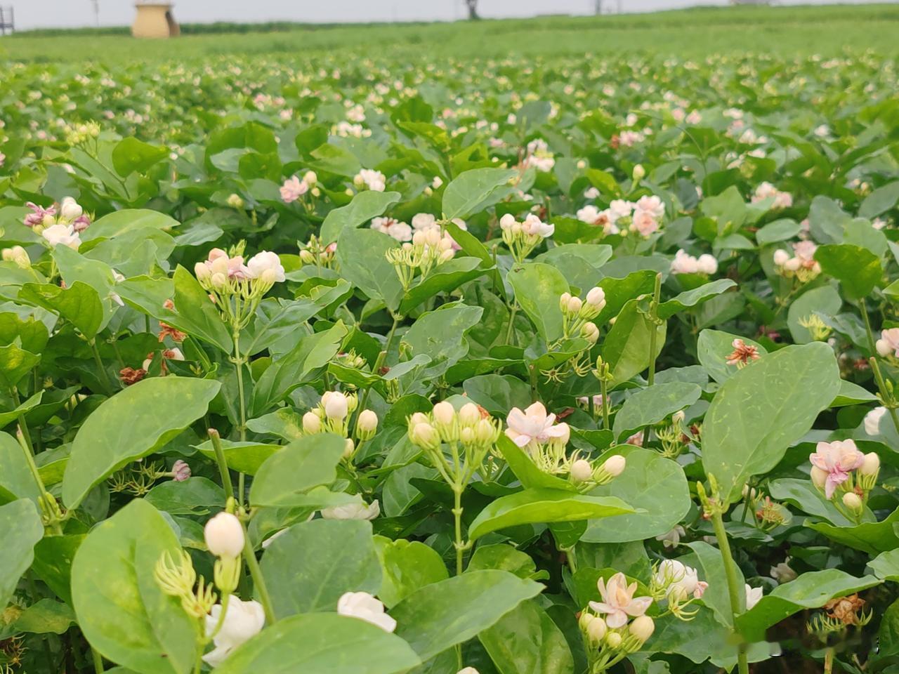 香气扑鼻的茉莉花有喜欢的花友吗?
生活琐碎添烦忧，一花清香解忧愁。
茉莉凝霜绽素