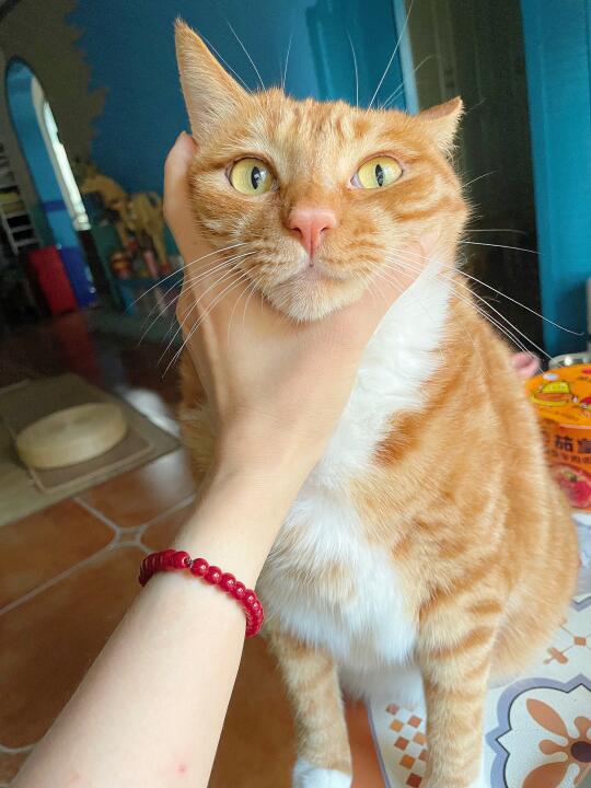 你的猫撤回了一次意外