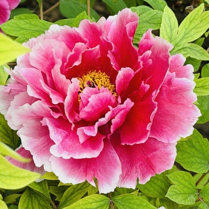 绿叶丛中，牡丹花开
高贵典雅，优雅迷人
美丽芬芳，芬芳馥郁