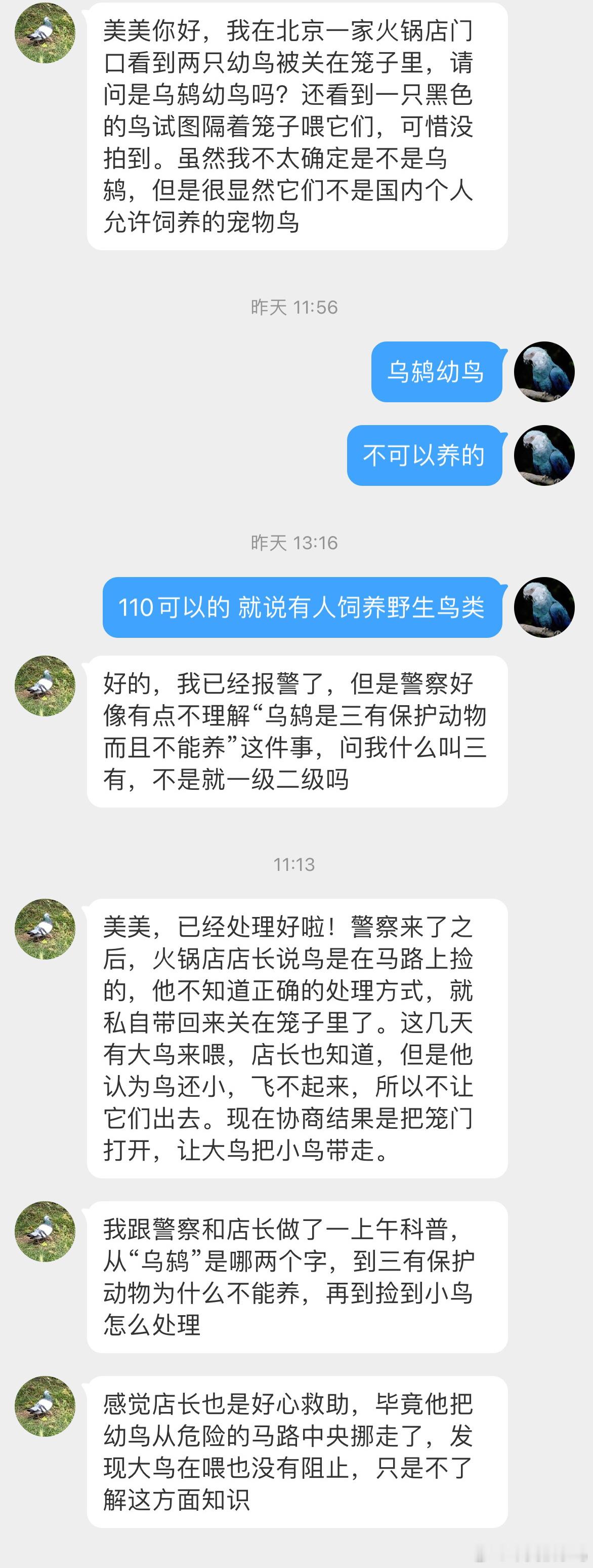 真好啊！火锅店门口的笼子里有两只被人抓起来养的乌鸫幼鸟，鸟妈妈找到宝宝后每天都会