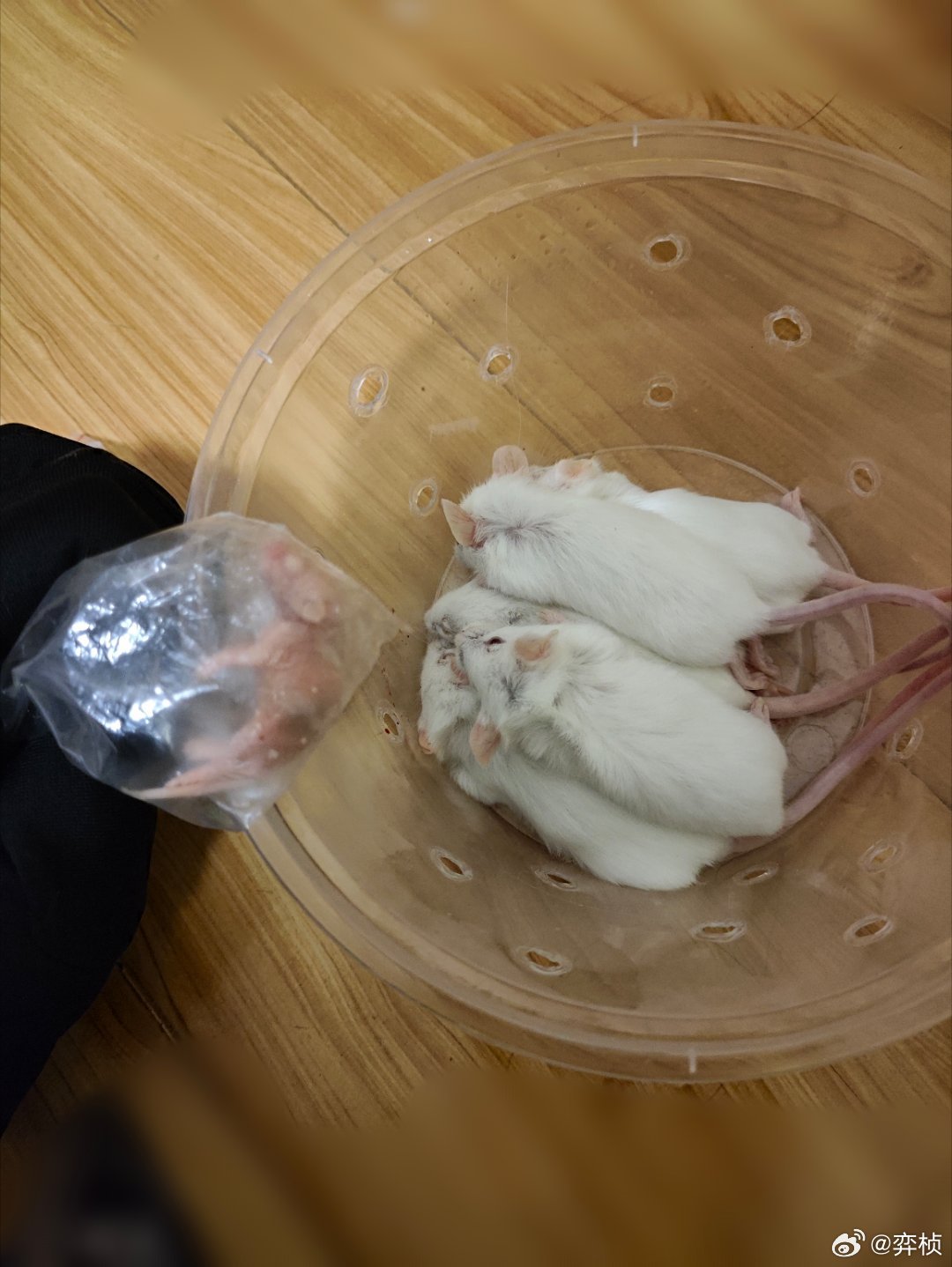 清理冰箱的时候才发现，怎么还有个我家蛇小时候没吃完的剩饭，就箭头指的那个小乳鼠。
