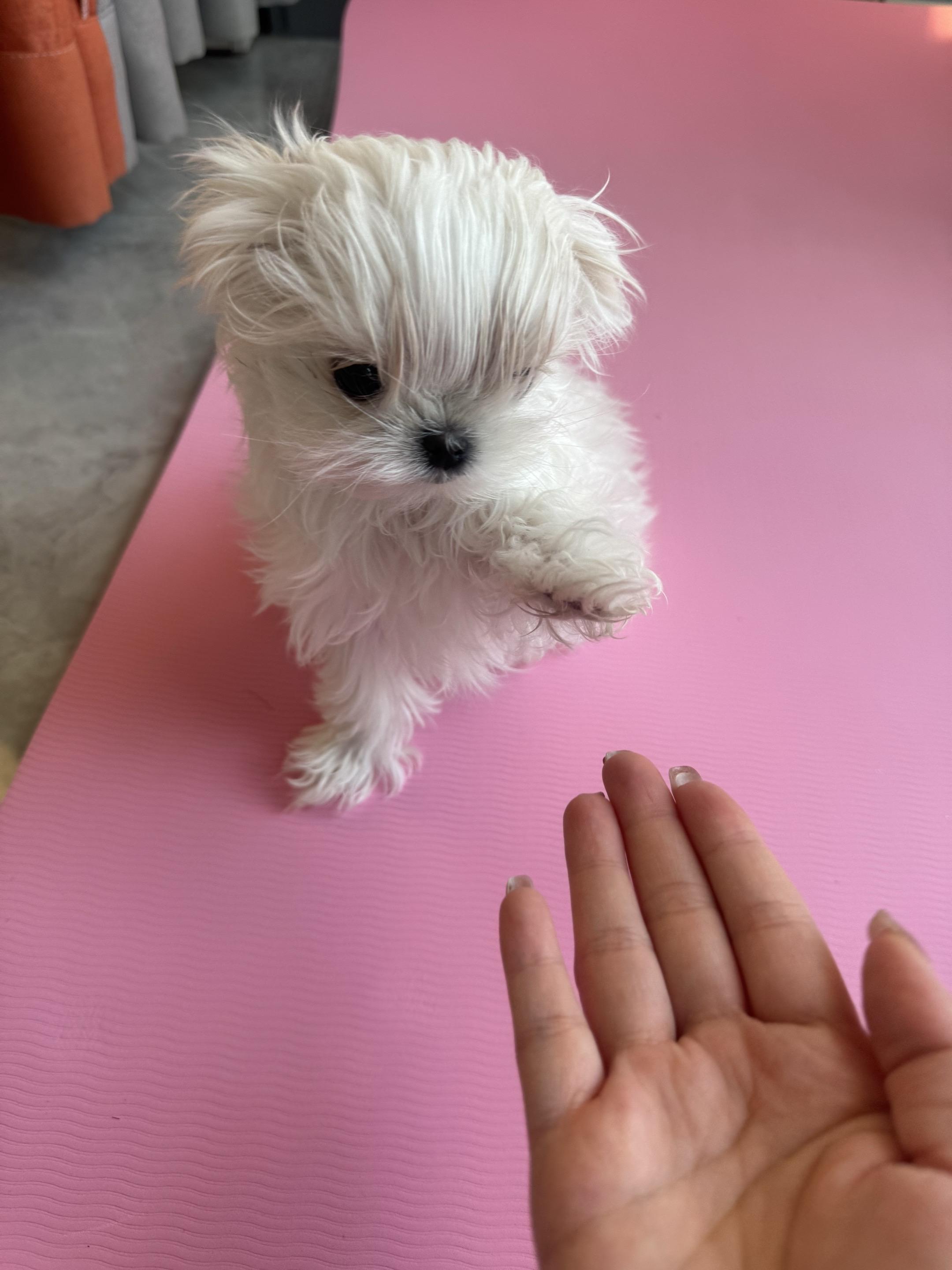 时常温暖我！狗狗的世界只有两件事 等我和陪我！