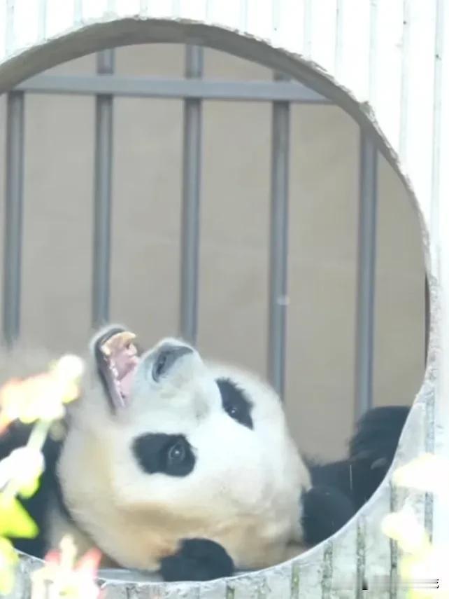 猪猪在洞口吹着空调，躺着伸懒腰打哈欠营业，真灵动真可爱，太聪明了吧，这样上班凉快