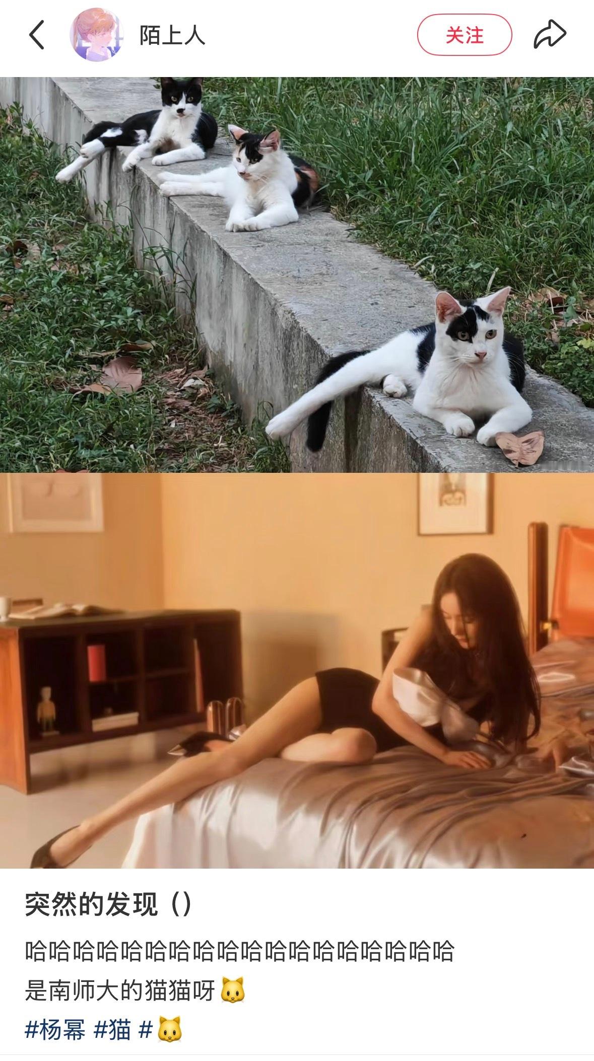 杨幂[超话]  oh[哆啦A梦吃惊]杨幂从没否认自己是个猫咪🐱 ​​​