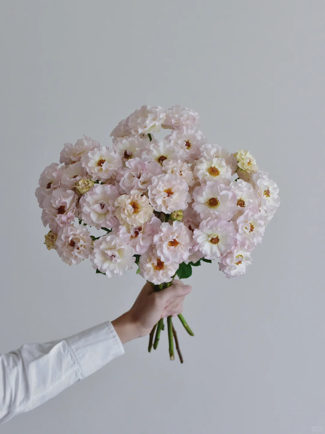 玫瑰·贝壳女孩