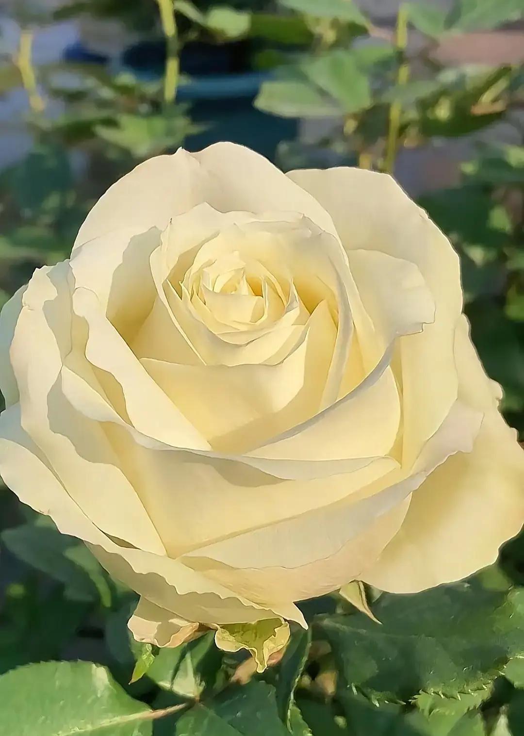 看到这一大丛“白雪山”，我突然觉得有些讽刺
我们总以为顶级的漂亮，都得是用钱砸出