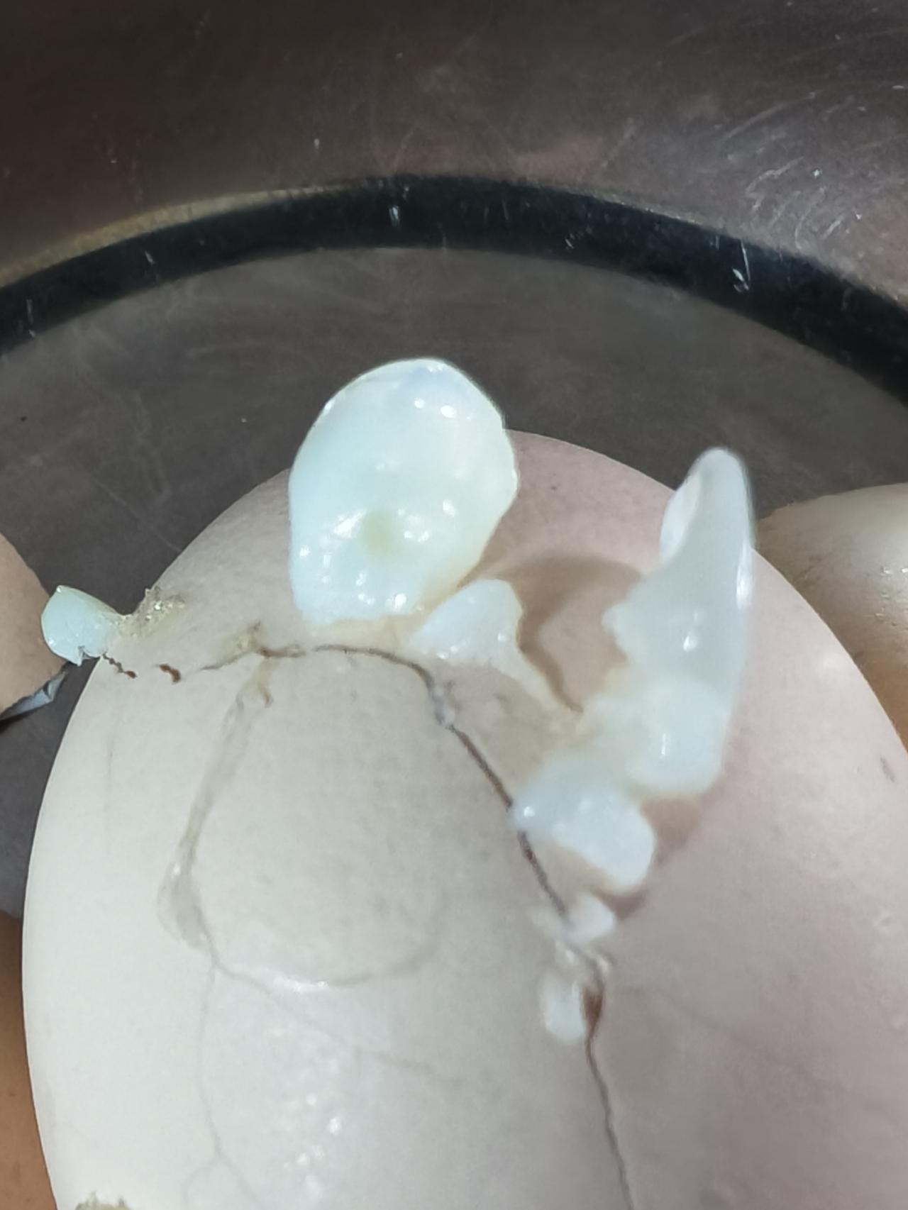 每天早餐要蒸两枚鲜鸡蛋，奇怪的是隔三差五就蒸“开花”一枚，不知道是什么原因？
放