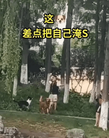 怎么可能把自己淹死？狗子可是天生会游泳的。