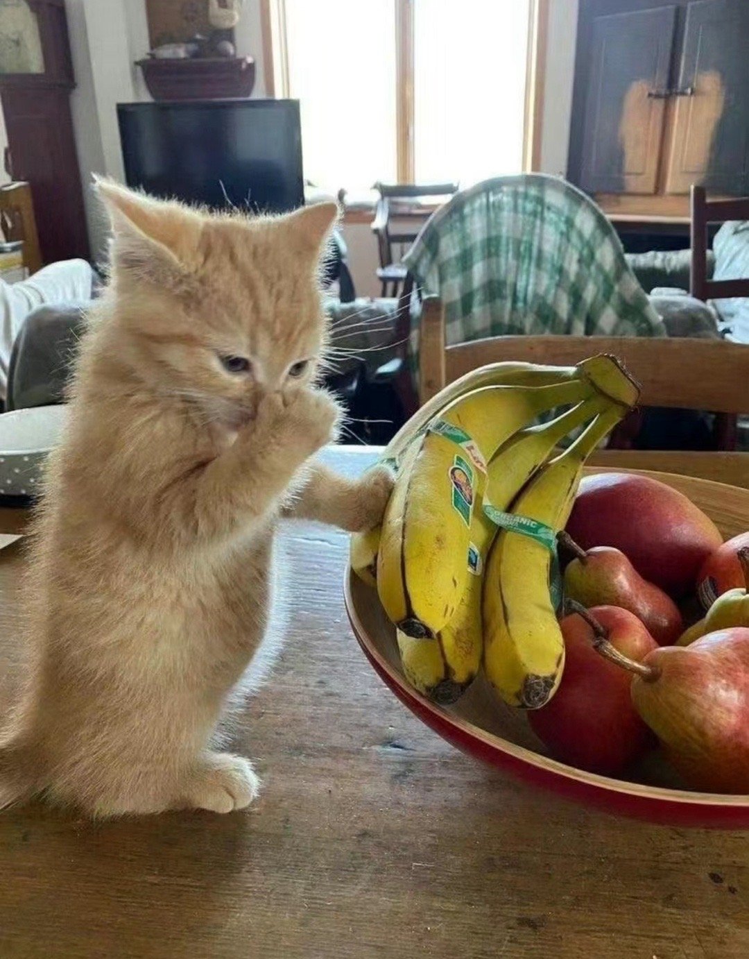 小猫： ​​​