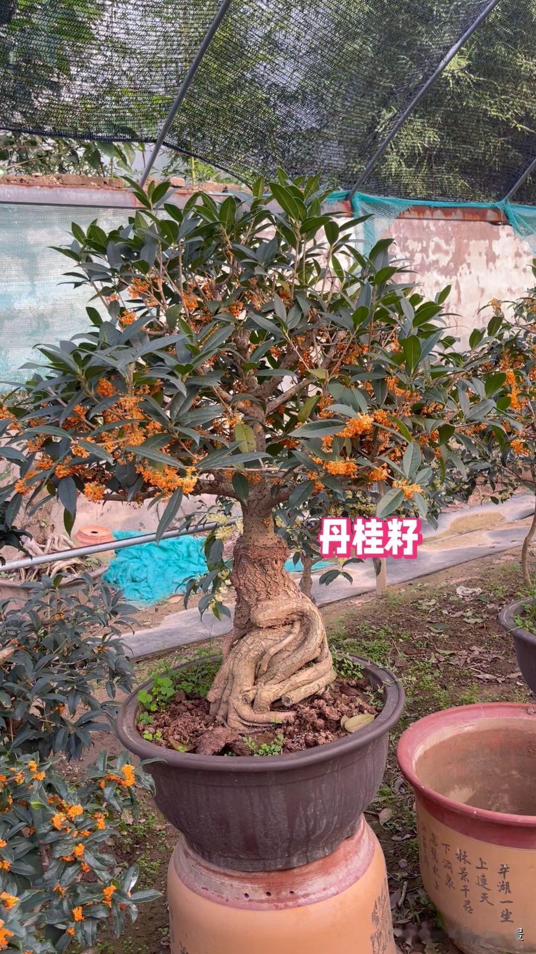 桂花树浇井水好吗可以的，我们是一家养桂花的盆景基地，常年井水浇花