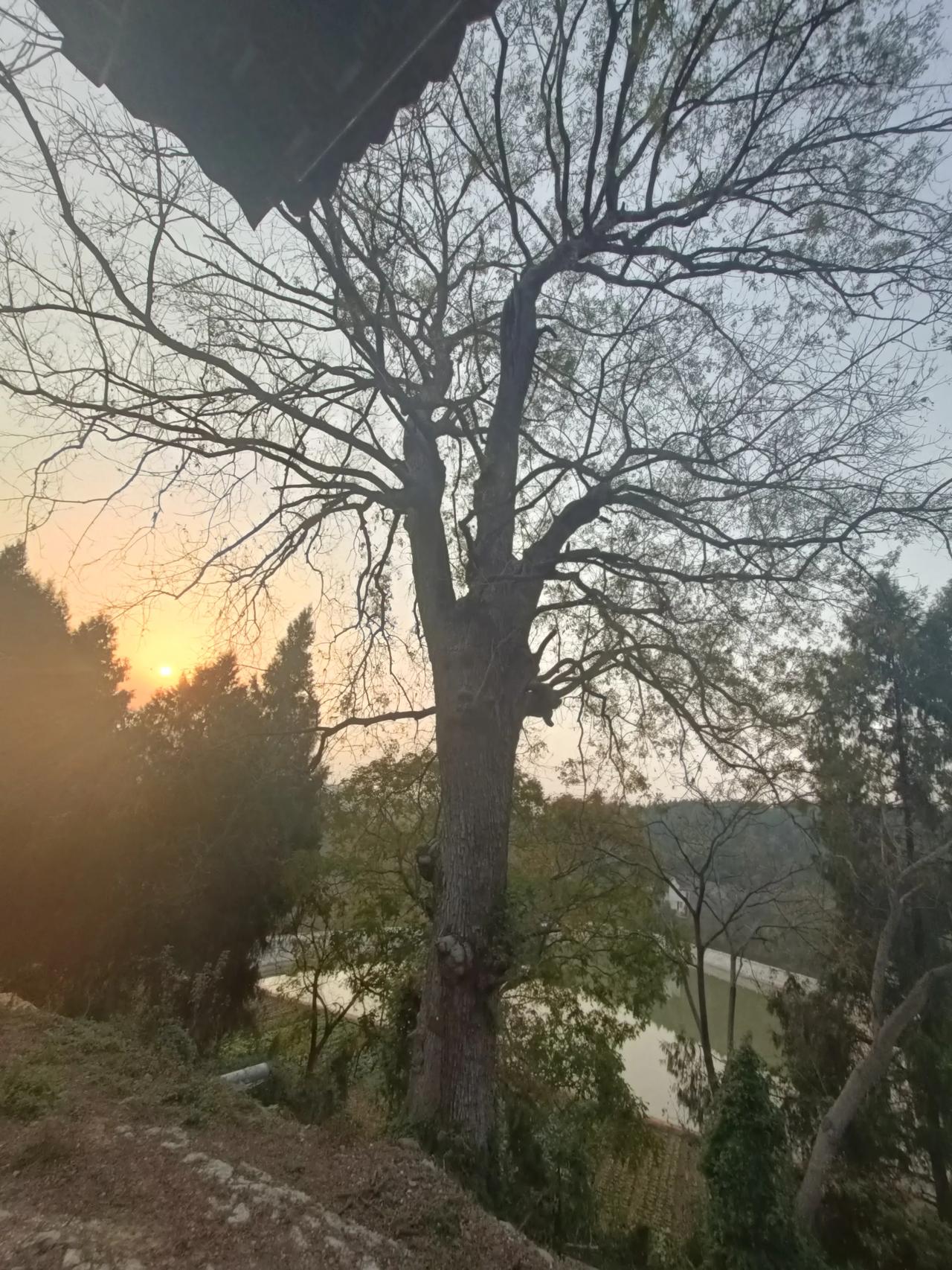 夕阳下的六百年古树。明朝古寺马鞍寺，寺旁古树参天，见证古寺沧桑。冬日暖阳，金光普