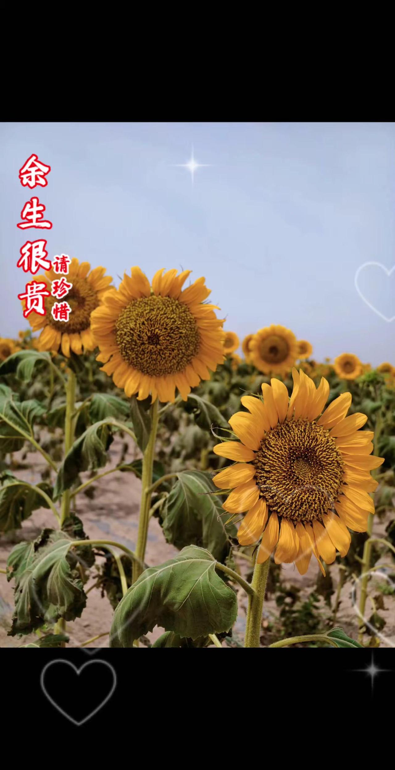 总有一片花海值得你去看看 葵花盛开的季节 向阳而生的葵花