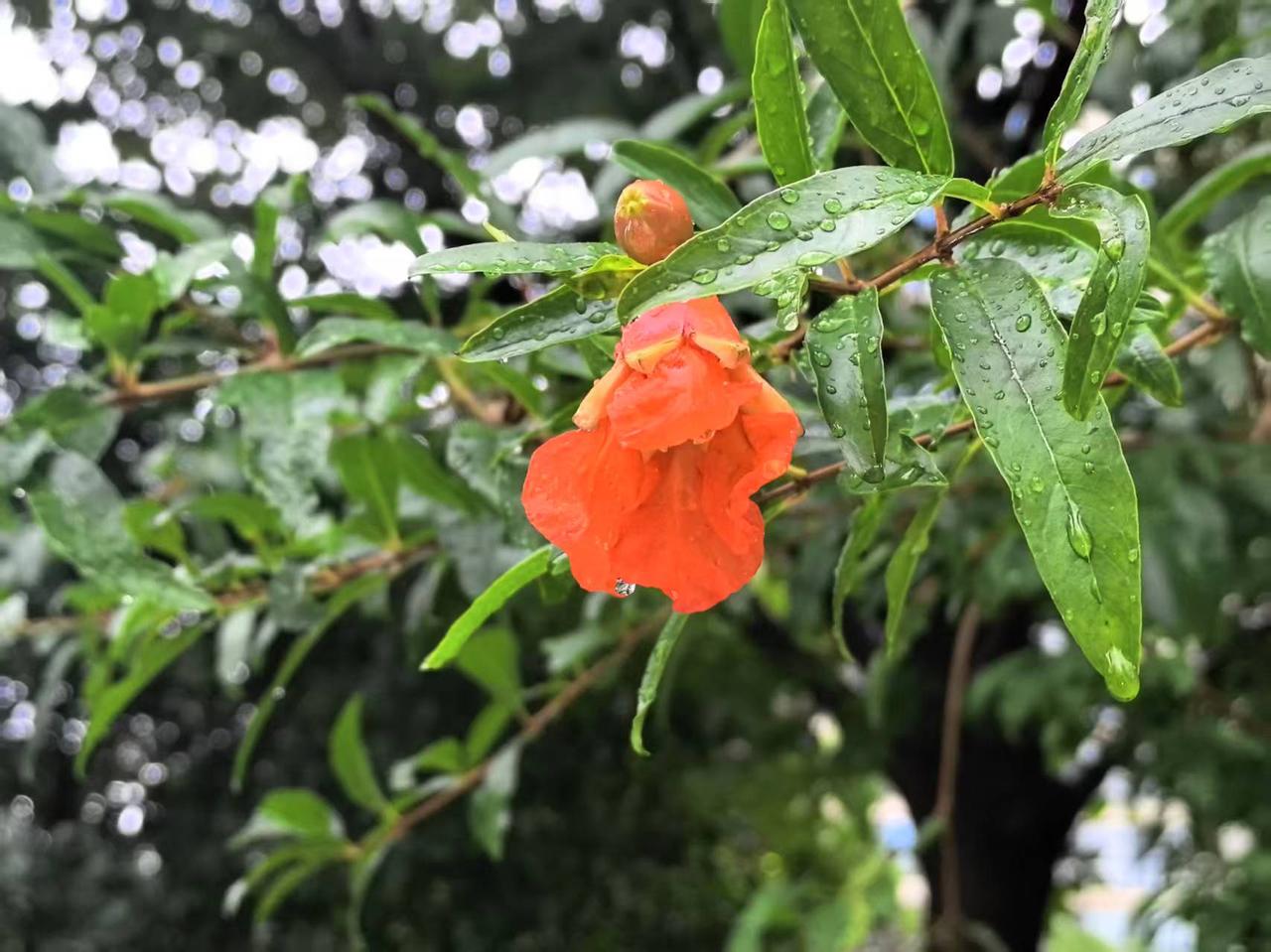 雨润红梅现婀娜