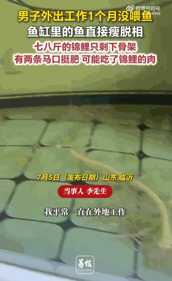 无妄之灾！山东临沂，一位男子出差一个月回家，赫然发现自家鱼缸里，一条养了多年的七