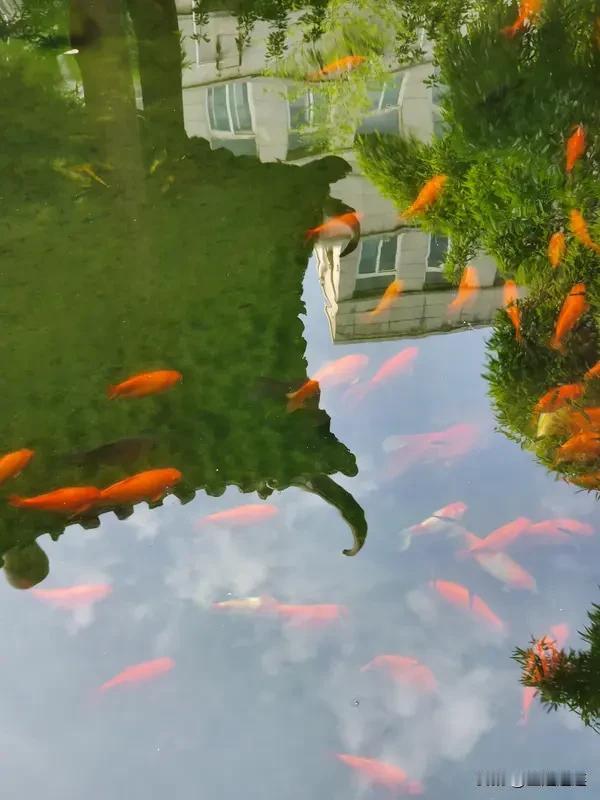 上联：池边看鱼跃
下联：柳下听蝉鸣