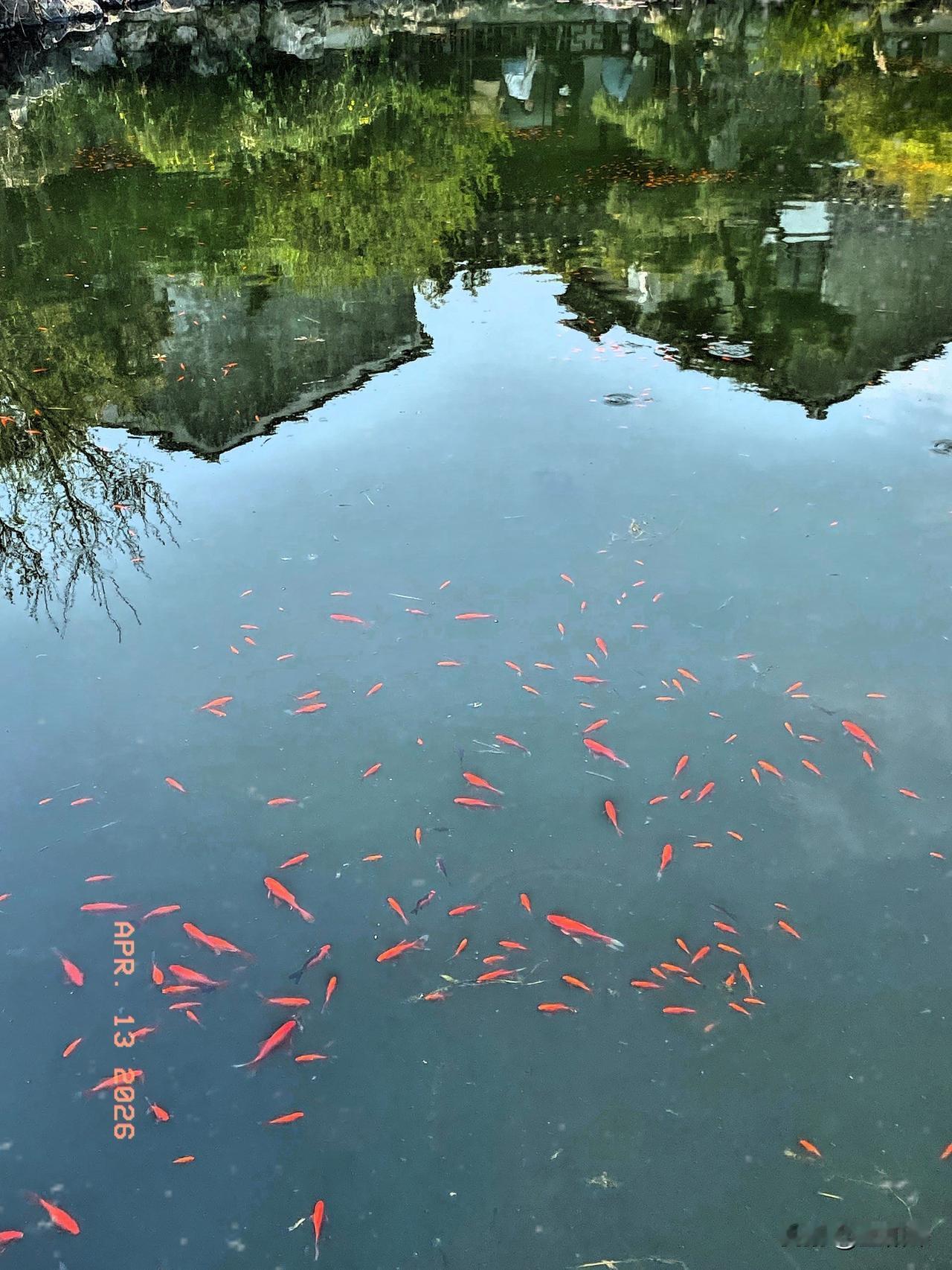 满池小鱼游艺圃
春到江南依栏赏