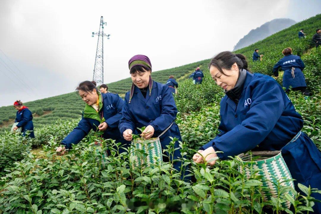 回乡见闻 【武义12亩春茶鸣锣开采】浙江人的第一口春茶来了惊蛰时节，“中国有机茶