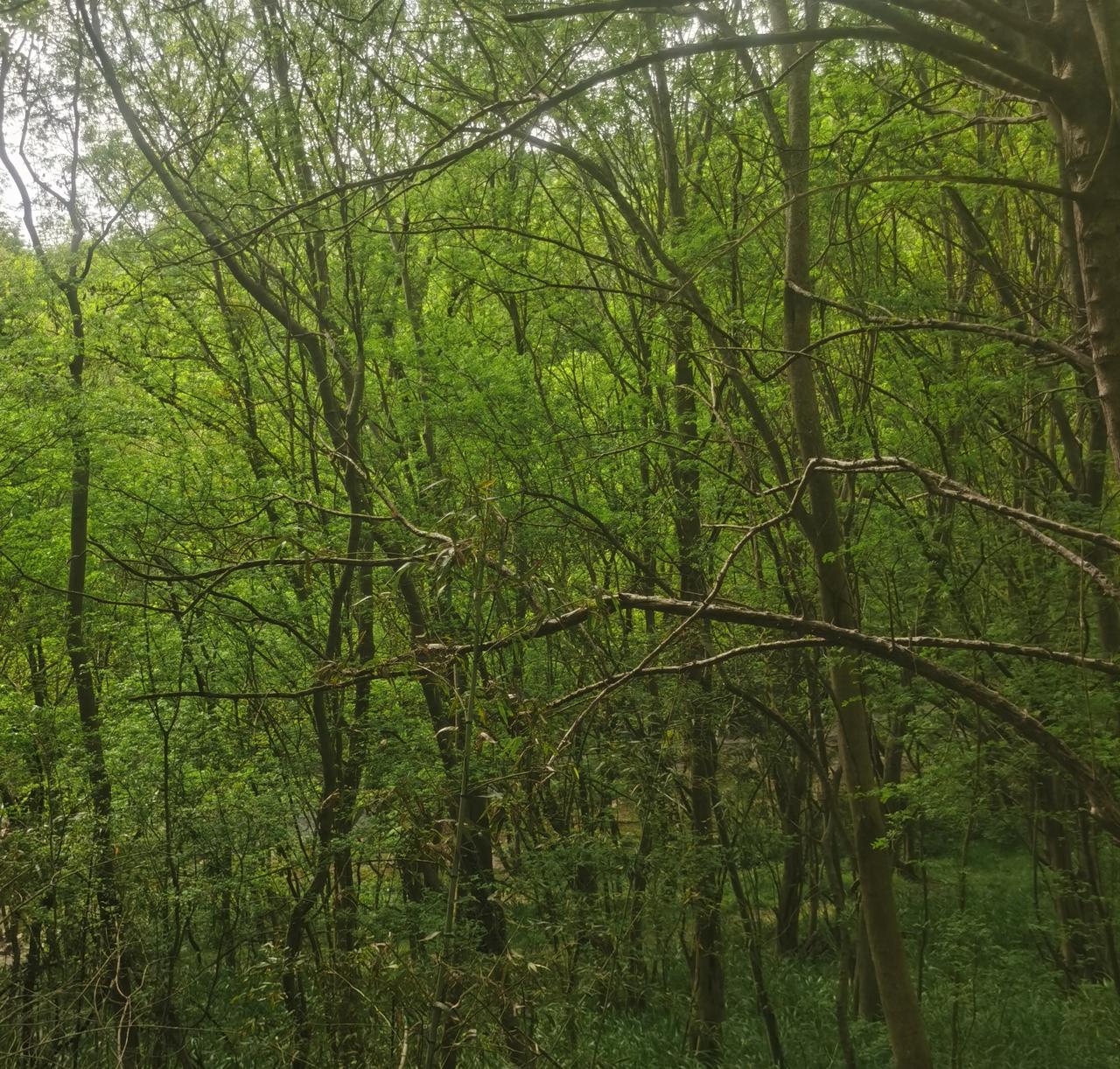 姐姐接妹妹到自己身边不久，姐姐失踪。

人们说，这是一件真实的事。姐姐在某工厂打
