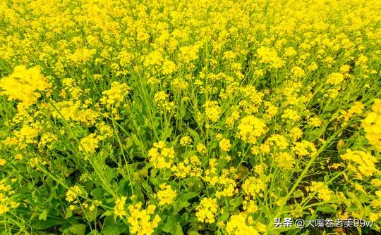其它庄稼也有虫害！为啥偏偏给油菜花打药这么积极？
而且还是未通知、突然袭击性的、