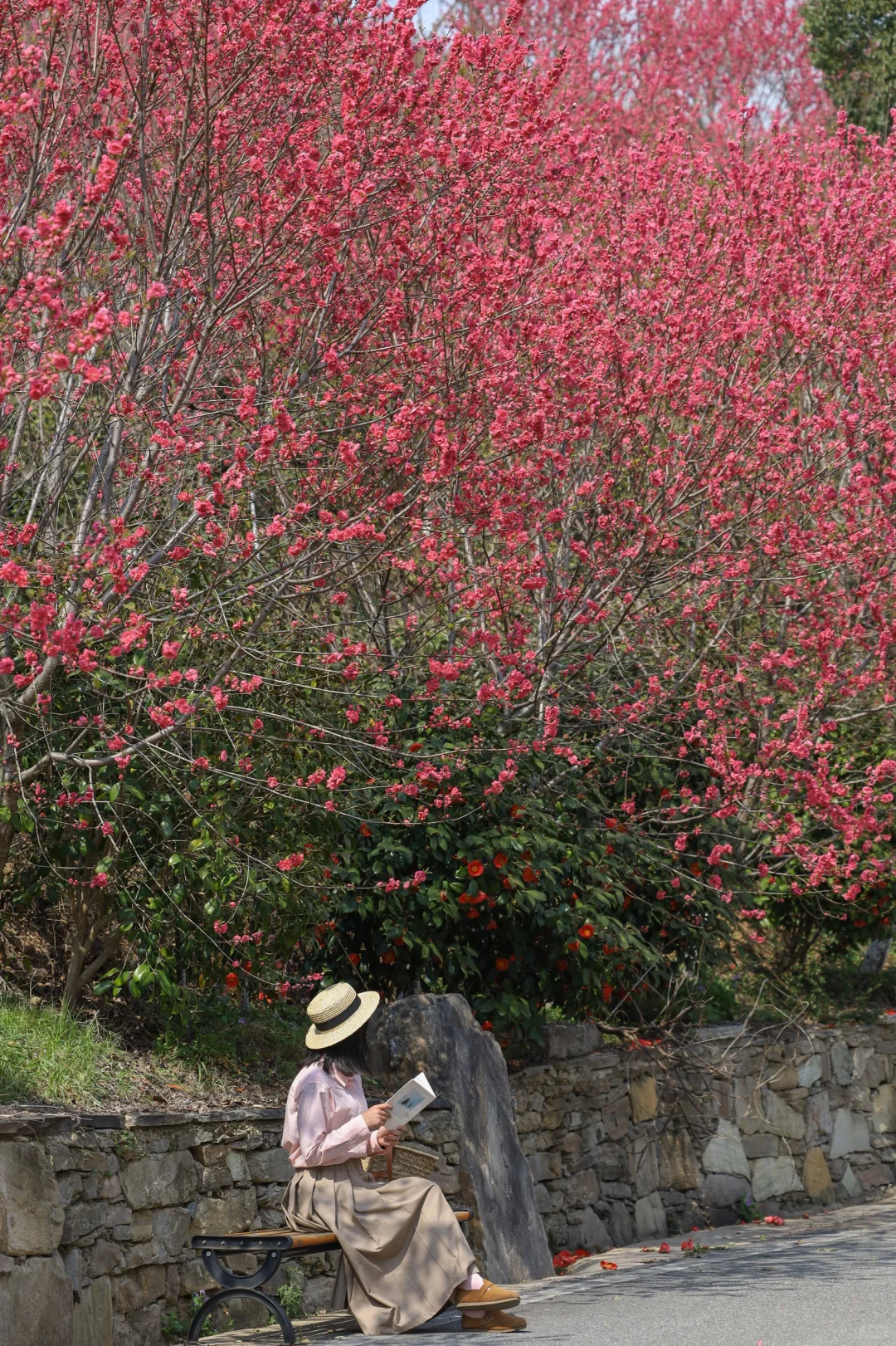 武汉你糊涂啊❗️6万株小众花海不宣传