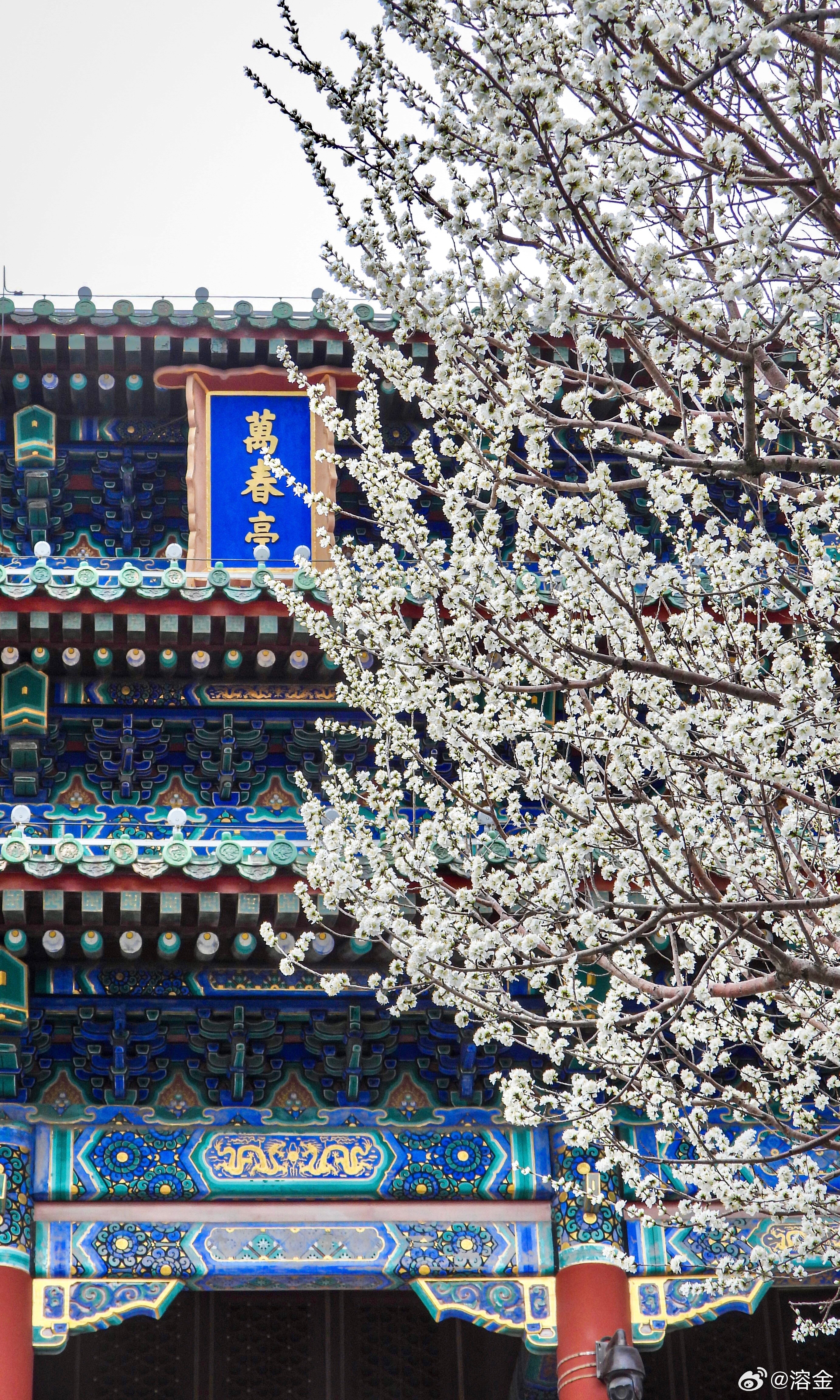 【景山公园   万春亭前白色山桃花】春风吹入武陵源，幻作瑶枝缀景山。玉质冰姿清绝