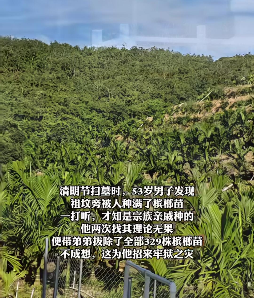 海南一男子扫墓时发现祖坟旁被人种满槟榔，协商无果后愤怒拔除329株槟榔苗，被判刑