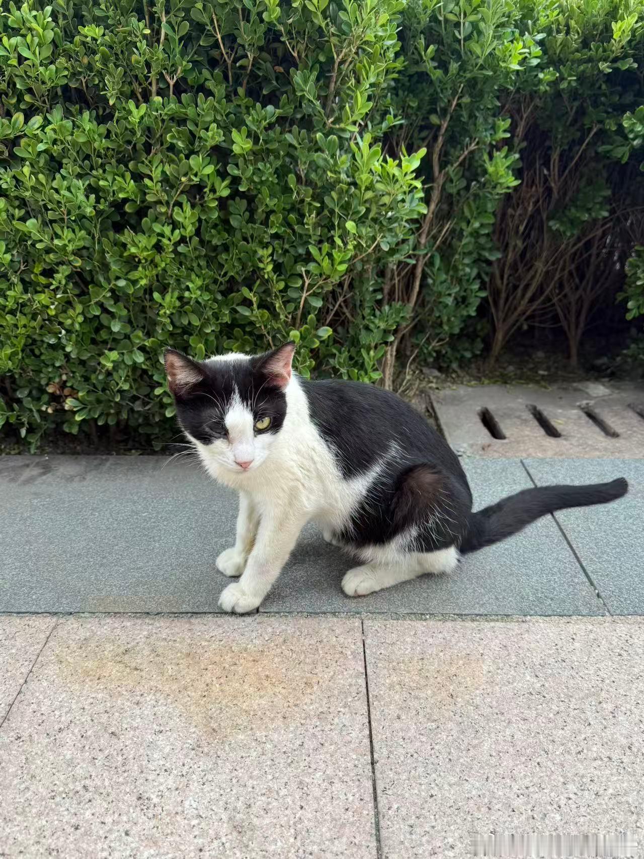 上海流浪猫流浪猫麦粉们，这周就休一天，所以我们还是继续来看渣猫，我现在给你们播报