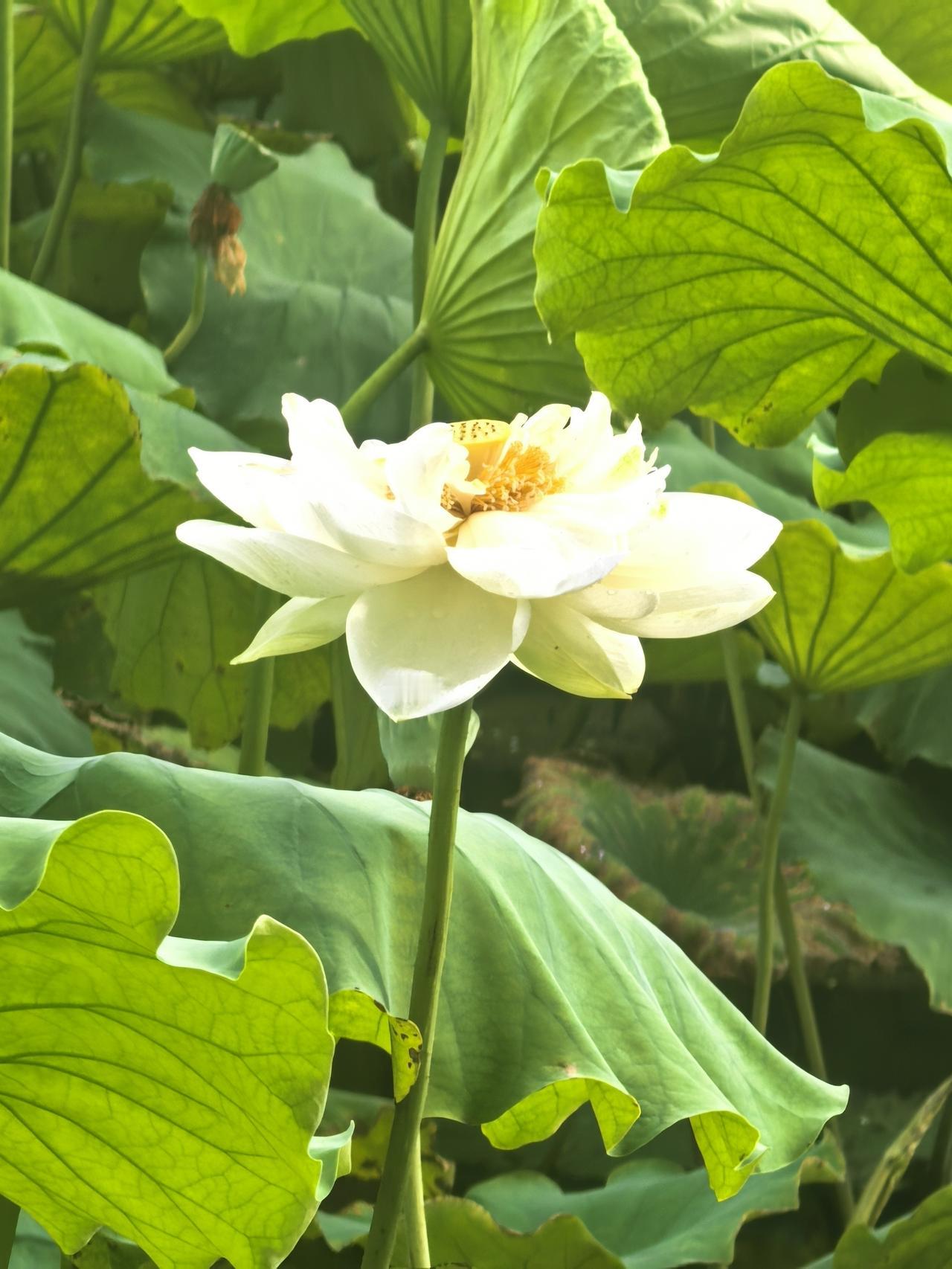 大明湖白荷
