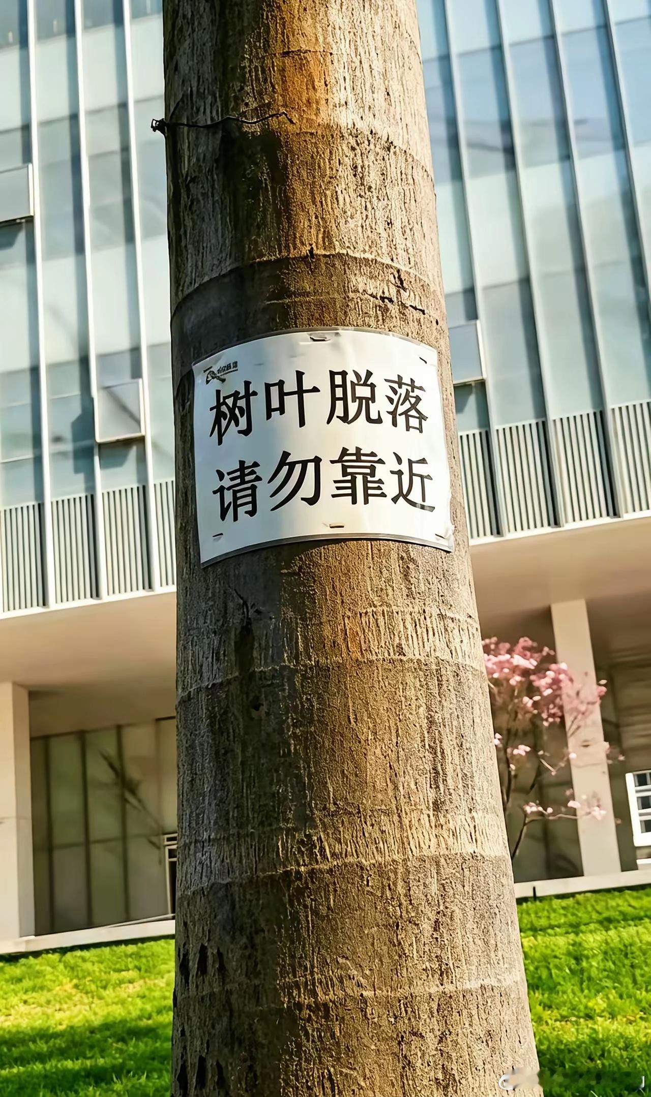 落叶危险