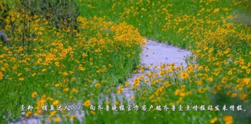 #济南卧牛山金色花海惊艳初夏#一大片金色花海好漂亮，相信很多人想立刻去拍美照！ 