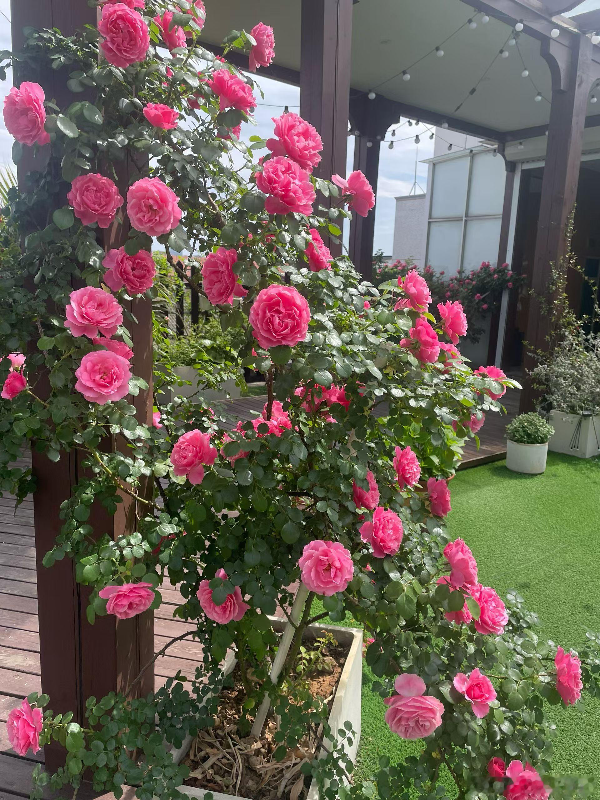 赏花悦目祝大家周末愉快