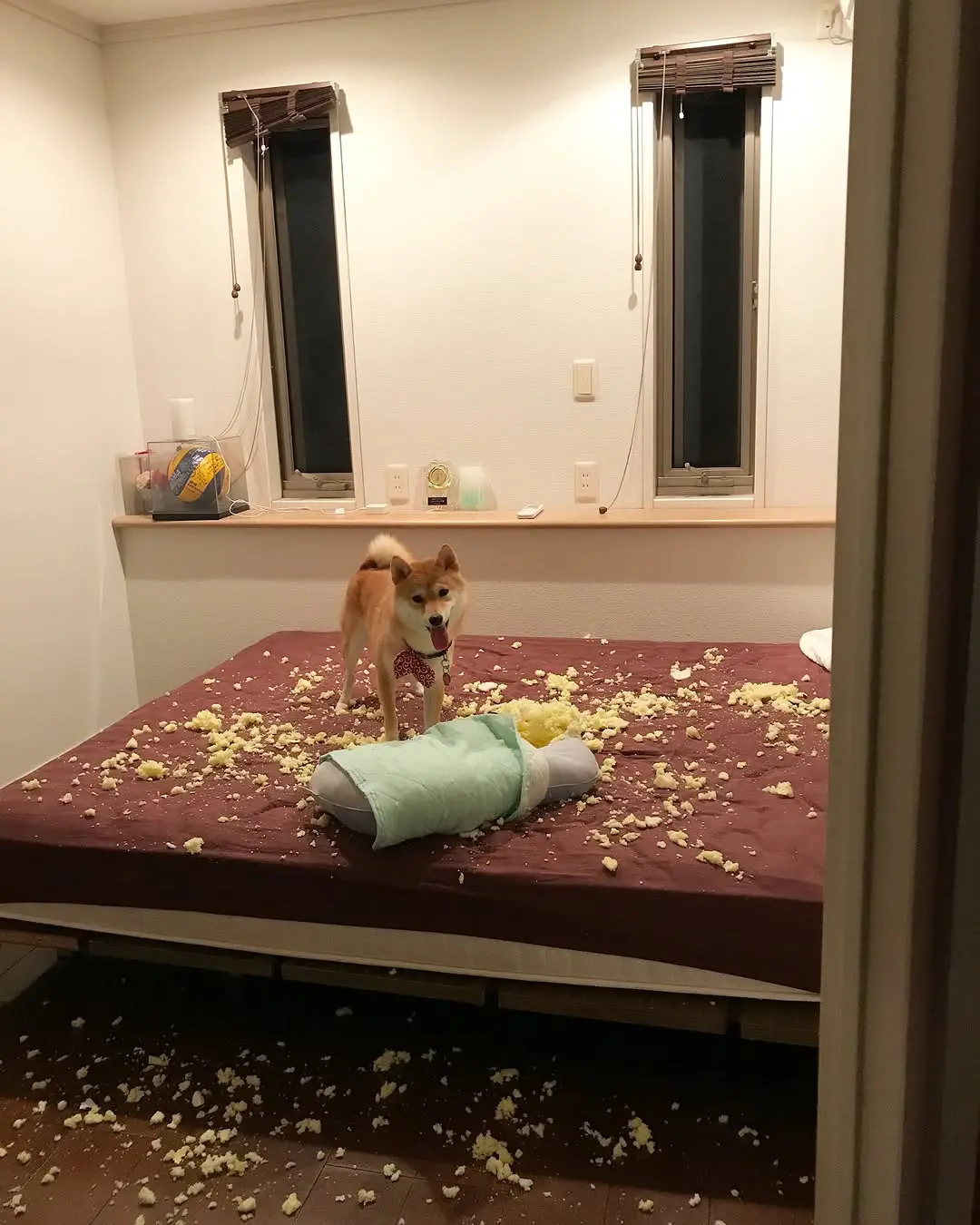 柴犬 谁能拒绝会旺财的修狗 愿每个小狗都能遇见好的主人 柴犬表情包 柴柴日常
