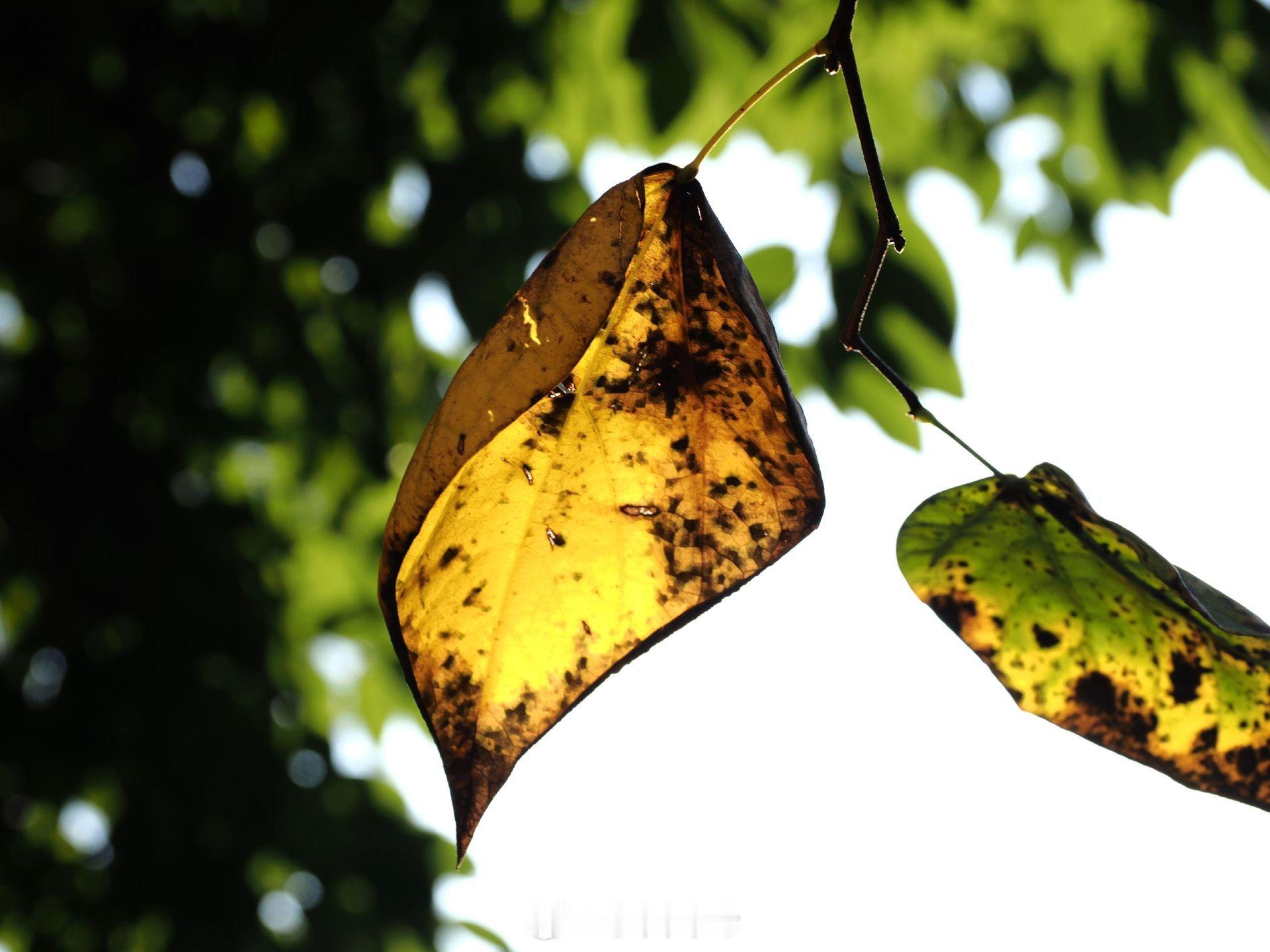 落日熔金，晚霞似锦，每一缕光线都在温柔低语，治愈疲惫心灵，邀你共赏这无价美景。 