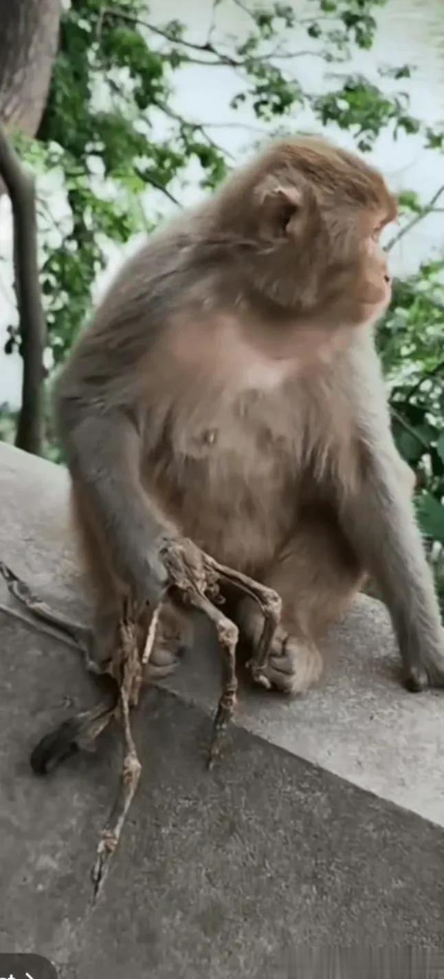 人不如猴！
据昨日印度媒体报道，一家四兄弟在他们的母亲死于肝病之后没有上报当地政